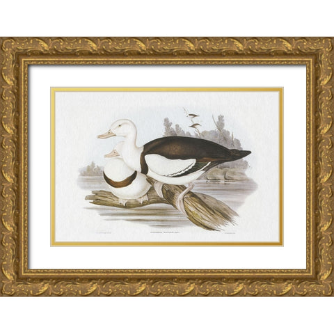 Seabird Pairing II Gold Ornate Wood Framed Art Print with Double Matting by Gould, Elizabeth
