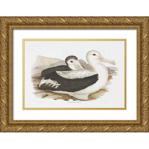 Seabird Pairing III Gold Ornate Wood Framed Art Print with Double Matting by Gould, Elizabeth