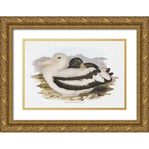 Seabird Pairing IV Gold Ornate Wood Framed Art Print with Double Matting by Gould, Elizabeth