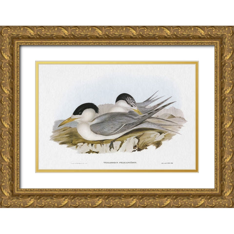 Seabird Pairing V Gold Ornate Wood Framed Art Print with Double Matting by Gould, Elizabeth