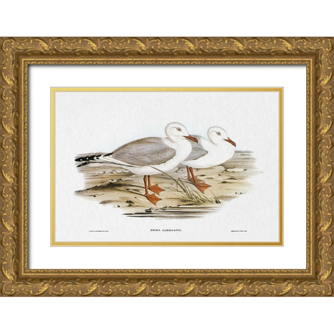 Seabird Pairing VII Gold Ornate Wood Framed Art Print with Double Matting by Gould, Elizabeth