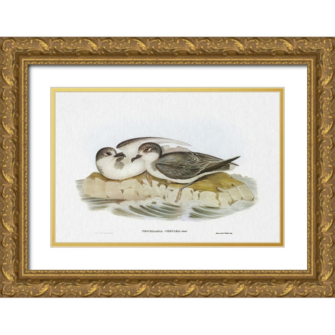 Seabird Pairing VIII Gold Ornate Wood Framed Art Print with Double Matting by Gould, Elizabeth