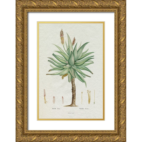 Redoute Succulent I Gold Ornate Wood Framed Art Print with Double Matting by Redoute, Pierre