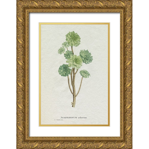 Redoute Succulent III Gold Ornate Wood Framed Art Print with Double Matting by Redoute, Pierre