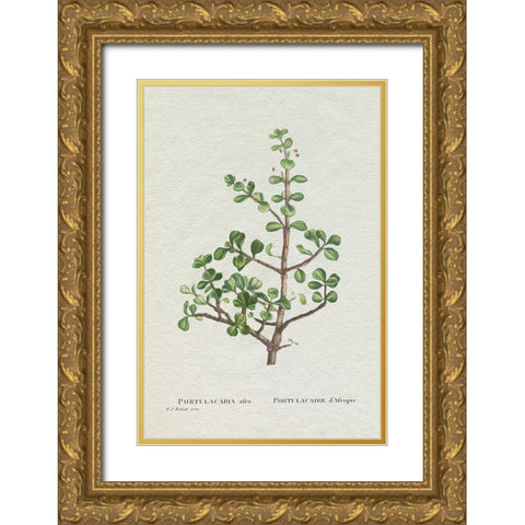 Redoute Succulent IV Gold Ornate Wood Framed Art Print with Double Matting by Redoute, Pierre