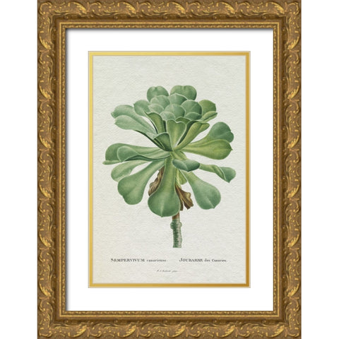 Redoute Succulent V Gold Ornate Wood Framed Art Print with Double Matting by Redoute, Pierre