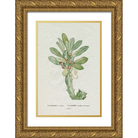 Redoute Succulent VI Gold Ornate Wood Framed Art Print with Double Matting by Redoute, Pierre