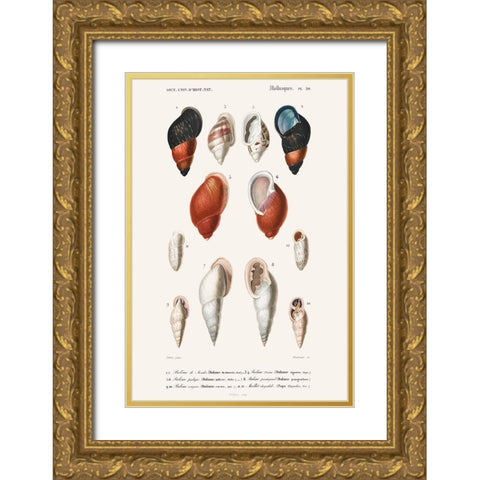 DOrbigny Sealife III Gold Ornate Wood Framed Art Print with Double Matting by D Orbigny, M. Charles