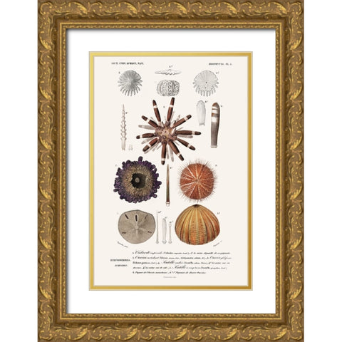 DOrbigny Sealife IV Gold Ornate Wood Framed Art Print with Double Matting by D Orbigny, M. Charles