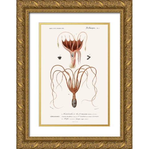 DOrbigny Sealife V Gold Ornate Wood Framed Art Print with Double Matting by D Orbigny, M. Charles