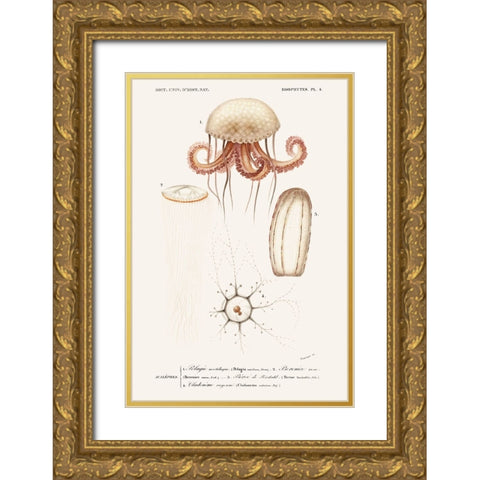 DOrbigny Sealife VI Gold Ornate Wood Framed Art Print with Double Matting by D Orbigny, M. Charles
