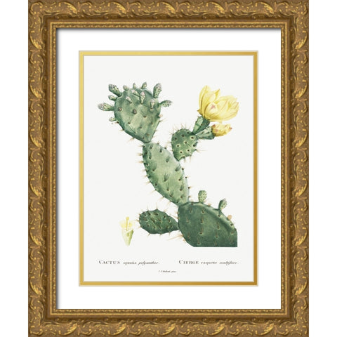 Redoute Cactus I Gold Ornate Wood Framed Art Print with Double Matting by Redoute, Pierre