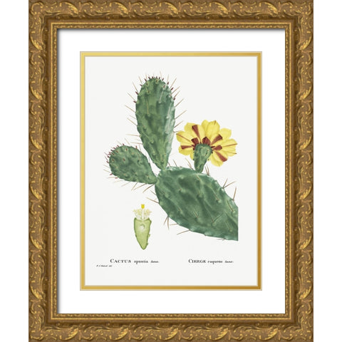 Redoute Cactus IV Gold Ornate Wood Framed Art Print with Double Matting by Redoute, Pierre
