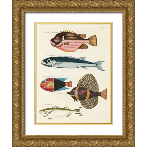 Renard Tropical Fish IV Gold Ornate Wood Framed Art Print with Double Matting by Renard, Louis