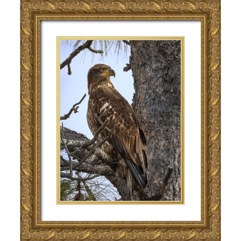 Juvenile Bald Eagle Gold Ornate Wood Framed Art Print with Double Matting by Drost, David