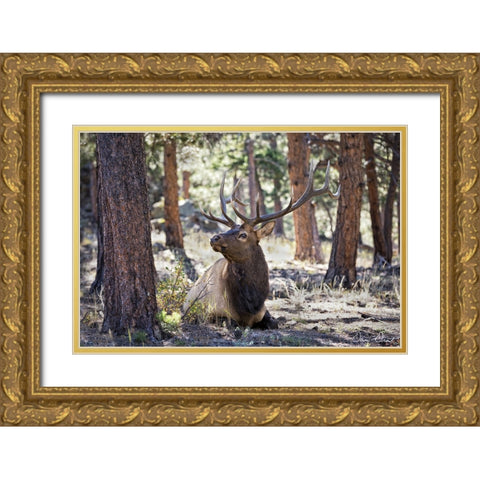Elk in the Woods Gold Ornate Wood Framed Art Print with Double Matting by Drost, David