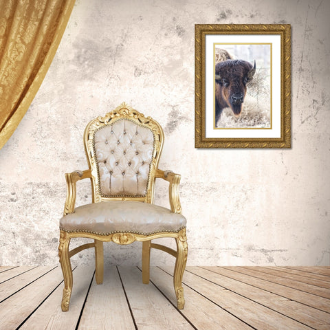 Standing Buffalo I Gold Ornate Wood Framed Art Print with Double Matting by Drost, David
