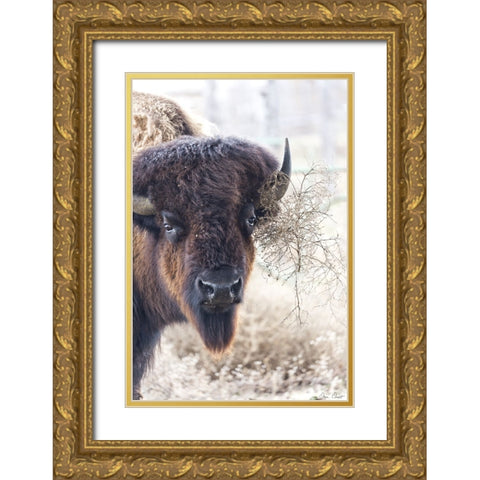Standing Buffalo I Gold Ornate Wood Framed Art Print with Double Matting by Drost, David
