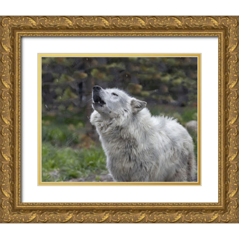 Howling Wolf Gold Ornate Wood Framed Art Print with Double Matting by Drost, David