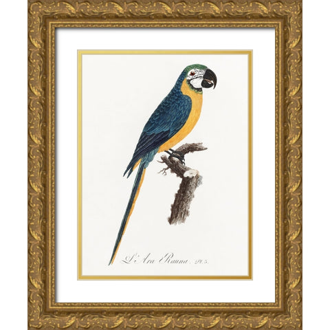 Levaillant Parrot I Gold Ornate Wood Framed Art Print with Double Matting by Levaillant, Francois