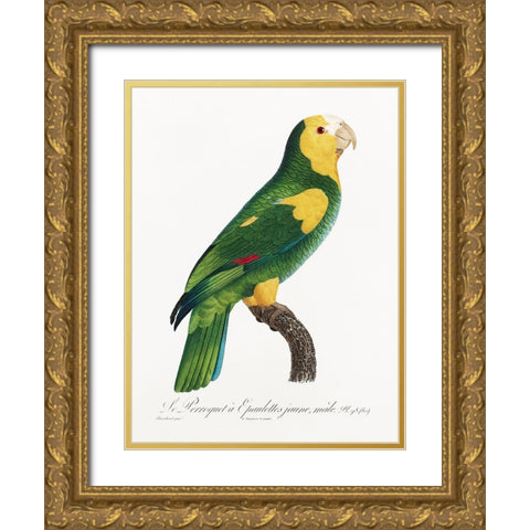 Levaillant Parrot III Gold Ornate Wood Framed Art Print with Double Matting by Levaillant, Francois