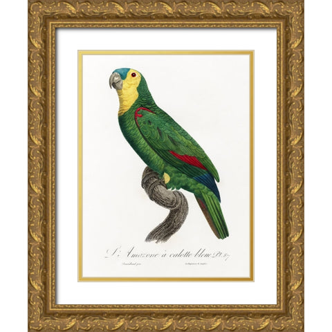 Levaillant Parrot IV Gold Ornate Wood Framed Art Print with Double Matting by Levaillant, Francois