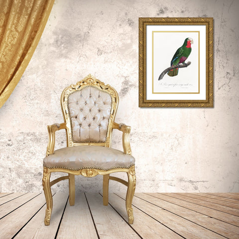 Levaillant Parrot V Gold Ornate Wood Framed Art Print with Double Matting by Levaillant, Francois