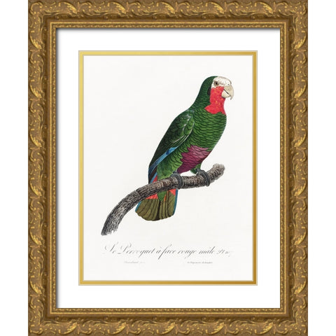 Levaillant Parrot V Gold Ornate Wood Framed Art Print with Double Matting by Levaillant, Francois