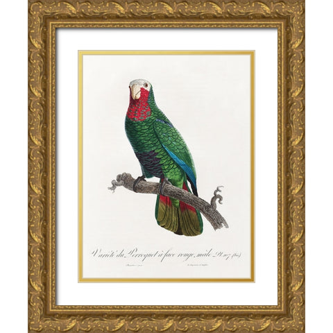 Levaillant Parrot VI Gold Ornate Wood Framed Art Print with Double Matting by Levaillant, Francois