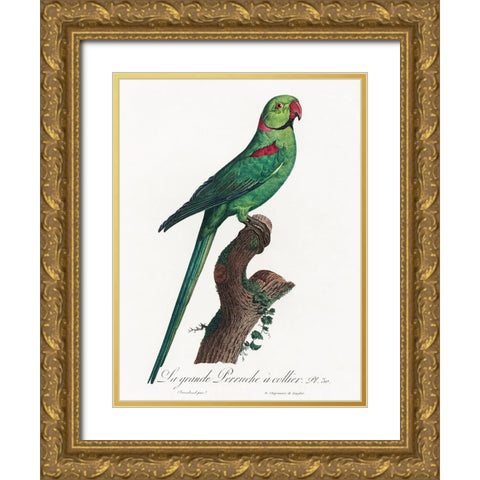 Levaillant Parrot VII Gold Ornate Wood Framed Art Print with Double Matting by Levaillant, Francois