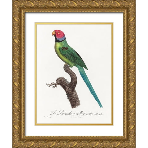 Levaillant Parrot VIII Gold Ornate Wood Framed Art Print with Double Matting by Levaillant, Francois