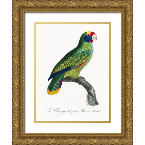 Levaillant Parrot IX Gold Ornate Wood Framed Art Print with Double Matting by Levaillant, Francois