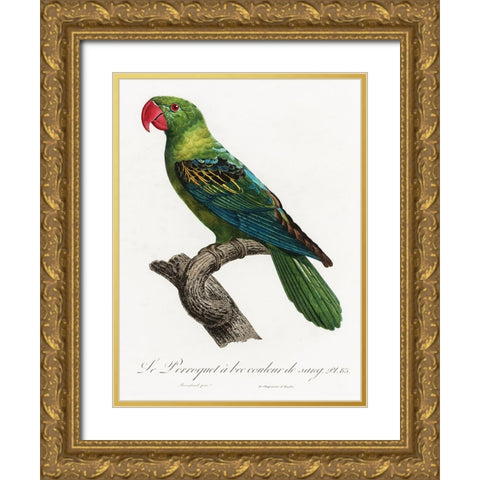 Levaillant Parrot X Gold Ornate Wood Framed Art Print with Double Matting by Levaillant, Francois