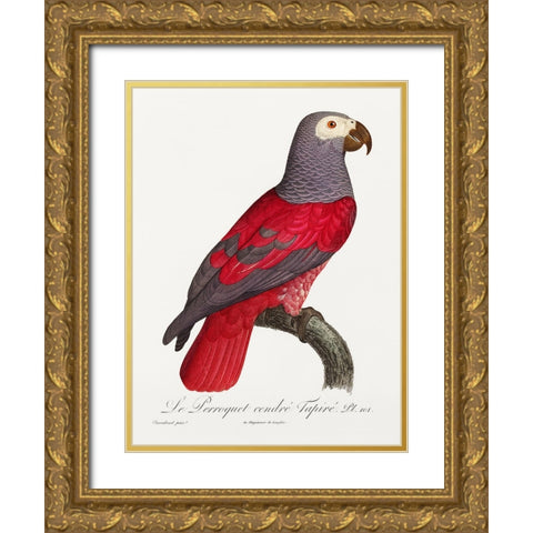 Levaillant Parrot XI Gold Ornate Wood Framed Art Print with Double Matting by Levaillant, Francois