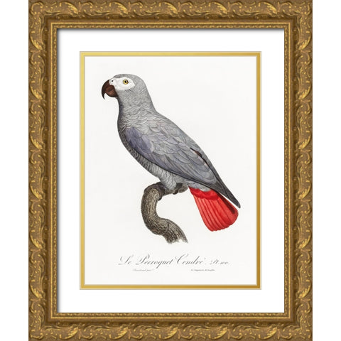 Levaillant Parrot XII Gold Ornate Wood Framed Art Print with Double Matting by Levaillant, Francois