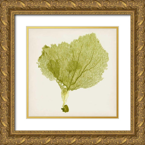 Sea Fan VIII Gold Ornate Wood Framed Art Print with Double Matting by Vision Studio
