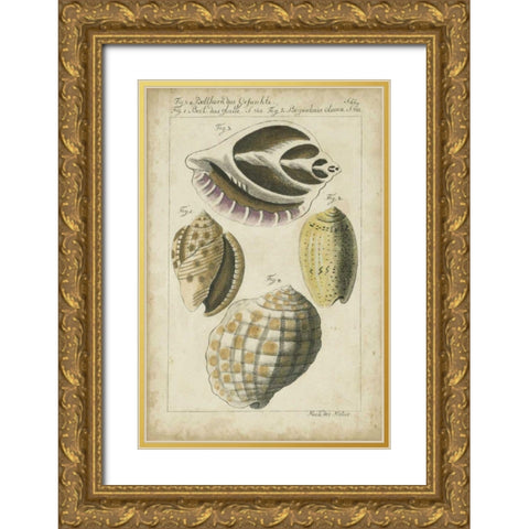 Vintage Shell Study I Gold Ornate Wood Framed Art Print with Double Matting by Martini