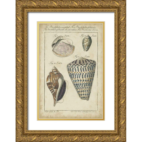 Vintage Shell Study II Gold Ornate Wood Framed Art Print with Double Matting by Martini