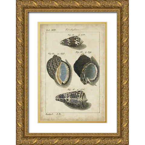Vintage Shell Study III Gold Ornate Wood Framed Art Print with Double Matting by Martini