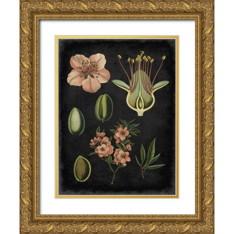 Study in Botany I Gold Ornate Wood Framed Art Print with Double Matting by Vision Studio