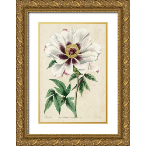 Imperial Floral II Gold Ornate Wood Framed Art Print with Double Matting by Vision Studio
