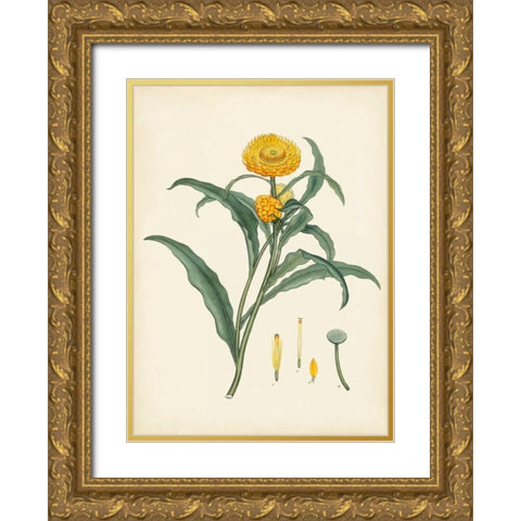 Splendors of Botany I Gold Ornate Wood Framed Art Print with Double Matting by Unknown