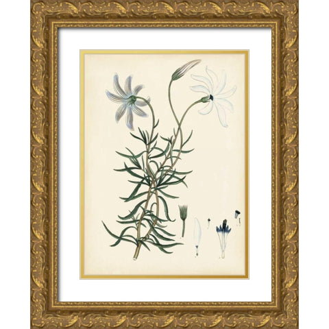Splendors of Botany II Gold Ornate Wood Framed Art Print with Double Matting by Unknown