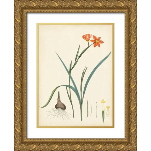 Splendors of Botany III Gold Ornate Wood Framed Art Print with Double Matting by Unknown