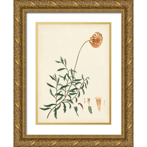 Splendors of Botany IV Gold Ornate Wood Framed Art Print with Double Matting by Unknown
