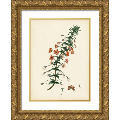 Splendors of Botany V Gold Ornate Wood Framed Art Print with Double Matting by Unknown