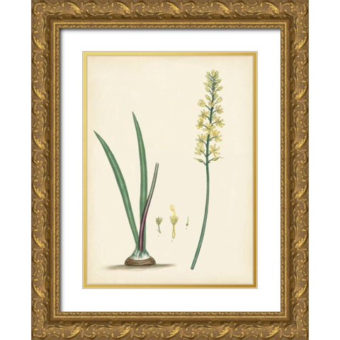 Splendors of Botany VI Gold Ornate Wood Framed Art Print with Double Matting by Unknown