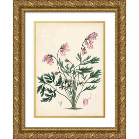 Splendors of Botany VII Gold Ornate Wood Framed Art Print with Double Matting by Unknown