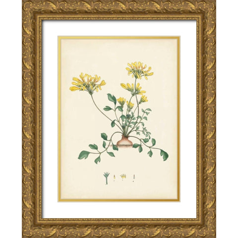 Splendors of Botany VIII Gold Ornate Wood Framed Art Print with Double Matting by Unknown