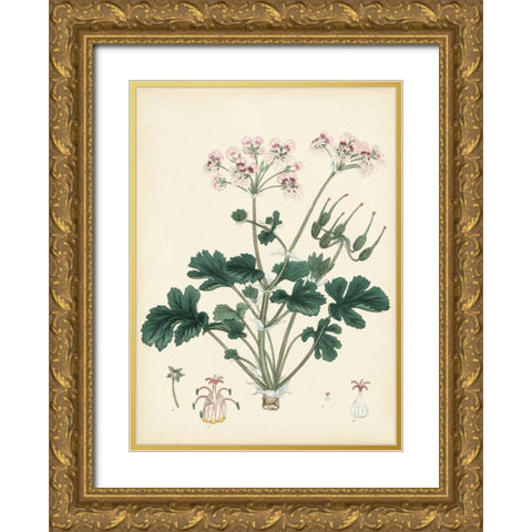 Splendors of Botany IX Gold Ornate Wood Framed Art Print with Double Matting by Unknown